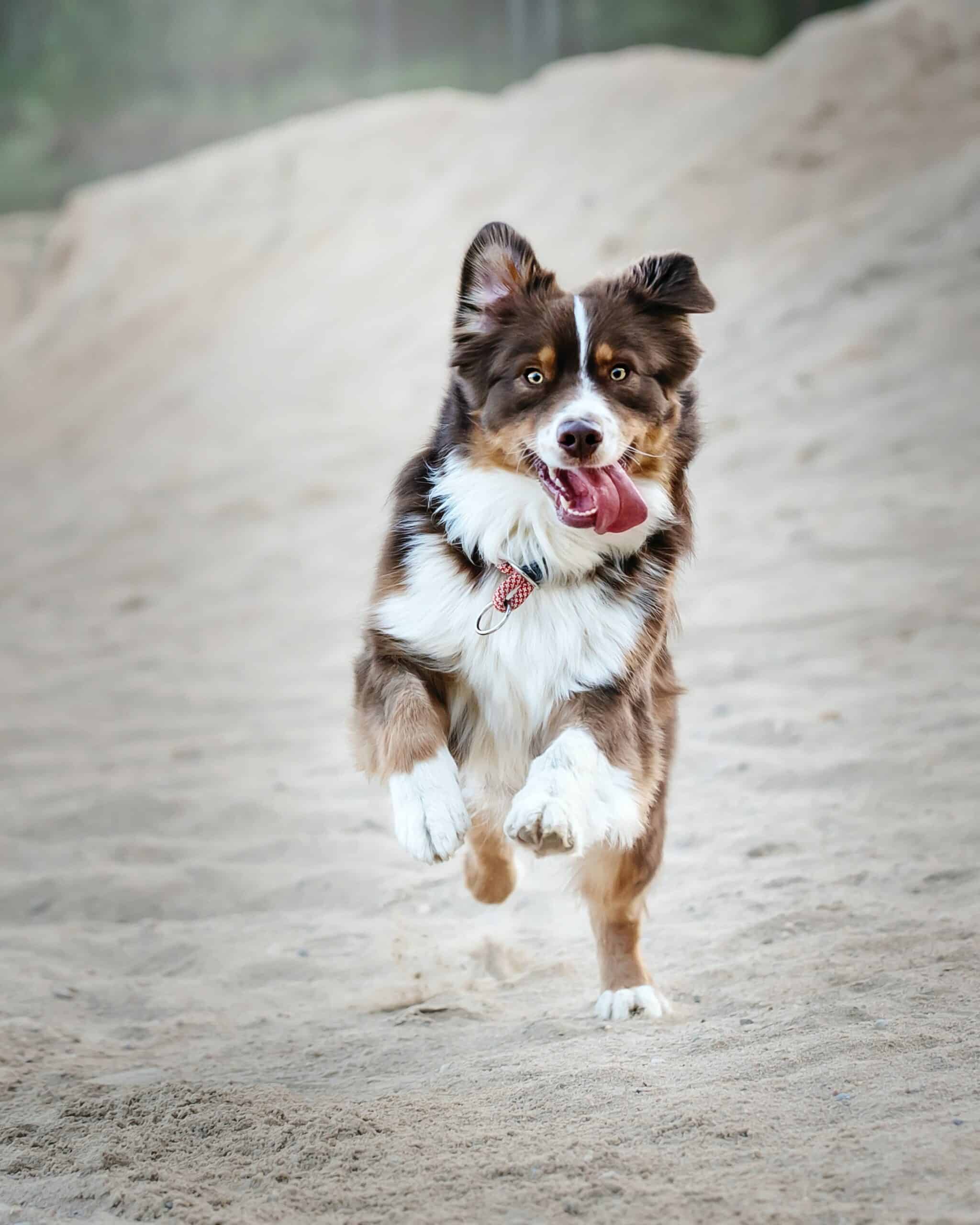 dog running